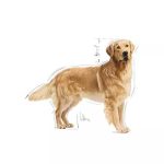 Royal Canin Golden Retriever 12KG - Image 2