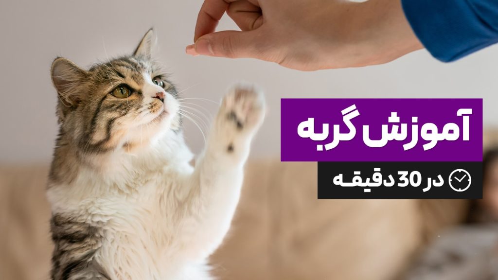 اموزش گربه