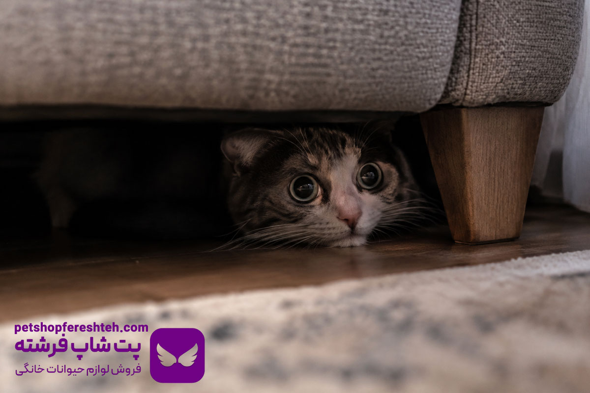 اضطراب و استرس در گربه