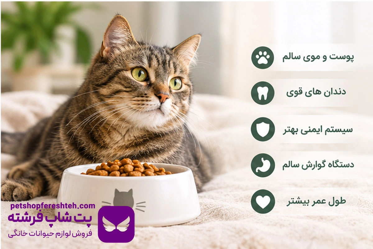 درباره بهترین غذای خشک گربه