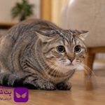 علائم استرس و اضطراب در گربه و راه های آرام کردن گربه