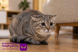 علائم استرس و اضطراب در گربه و راه های آرام کردن گربه