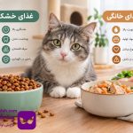 غذای خشک یا غذای خانگی؛ کدام برای گربه بهتر است؟