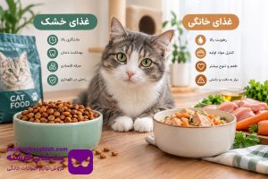 غذای خشک یا غذای خانگی؛ کدام برای گربه بهتر است؟
